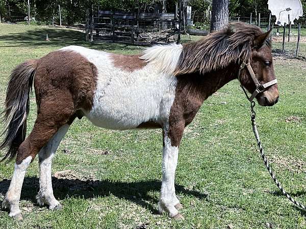 tobiano-icelandic-colt