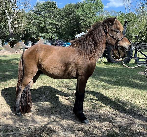 bay-icelandic-colt