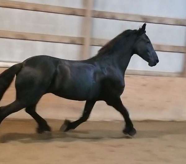 fps-friesian-horse