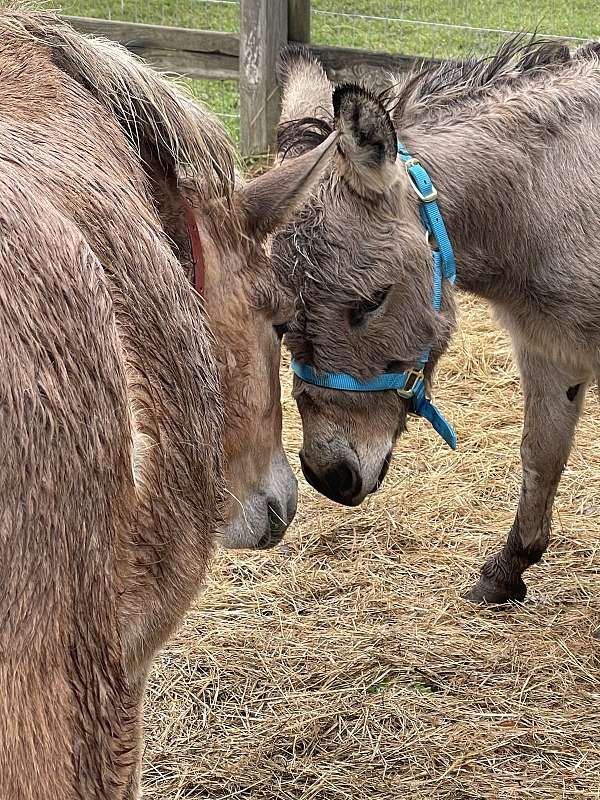 mini-mule-donkey
