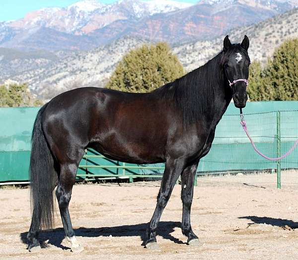 black-mare-lusitano-horse