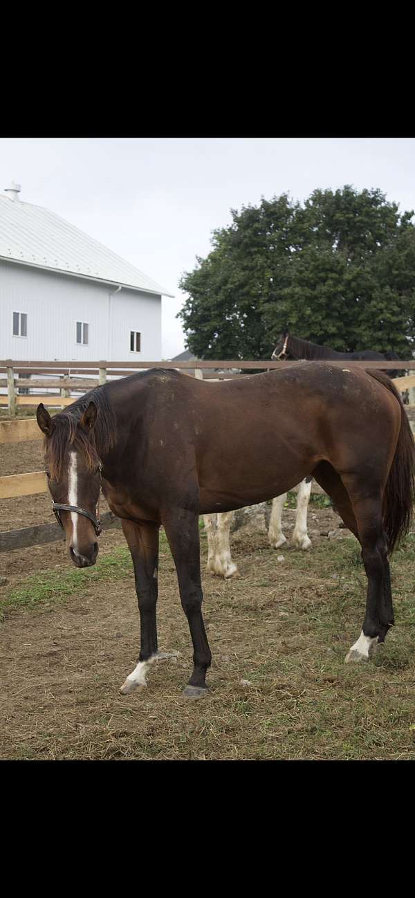 endurance-hunter-thoroughbred-horse