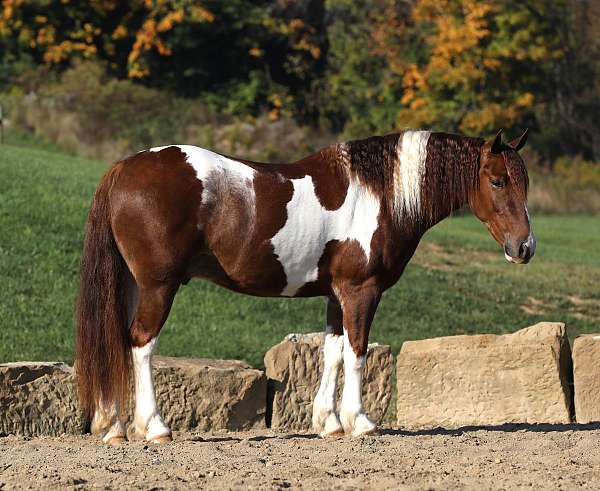 sorrel-overo-white-horse