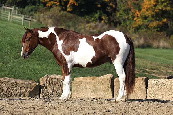 beginner-gypsy-vanner-horse