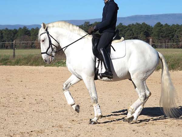 grey-schoolmaster-stallion-horse