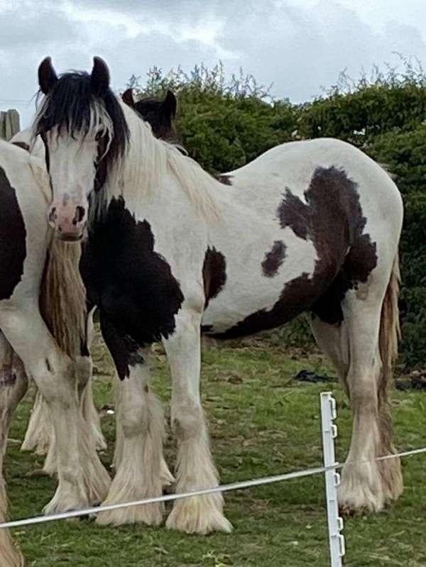 palomino-roan-palomino-mare-foal