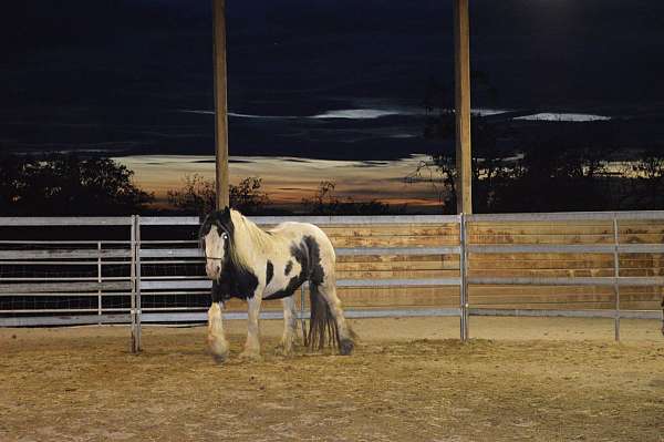 sturdy-gypsy-vanner-horse