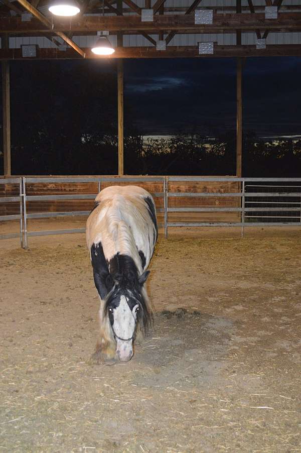 breeding-import-gypsy-vanner-horse