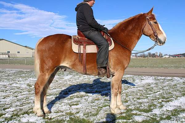 lots-of-experience-draft-horse