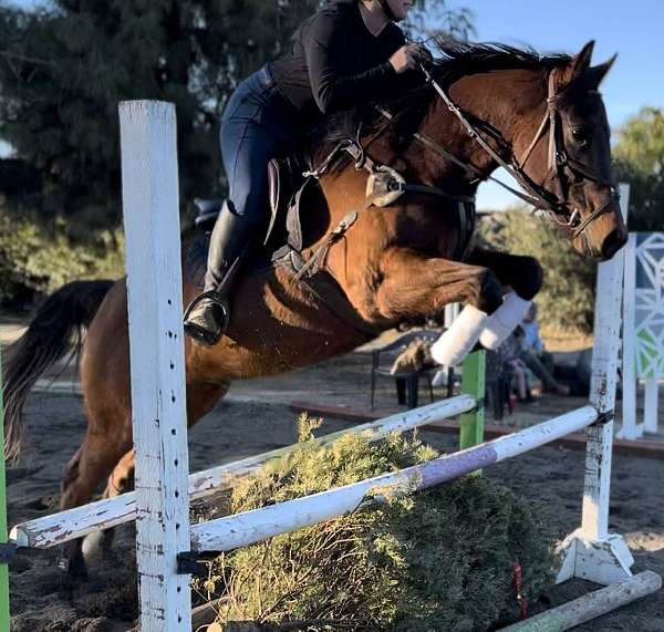 jumper-potential-thoroughbred-horse