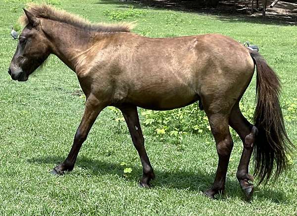 babies-icelandic-horse