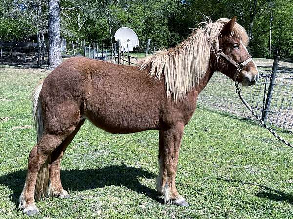 chestnut-usihc-filly