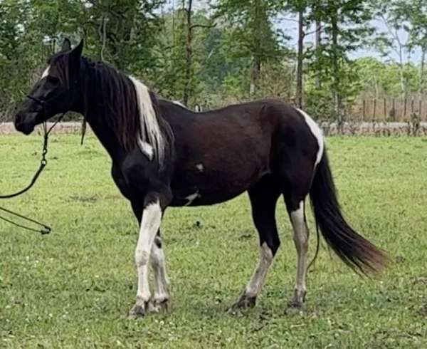 piebald-spotted-saddle-mare