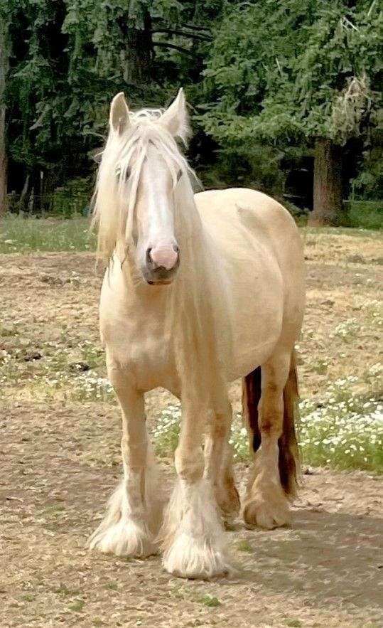 calypso-gypsy-vanner-horse