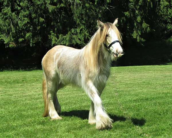 deal-gypsy-vanner-horse