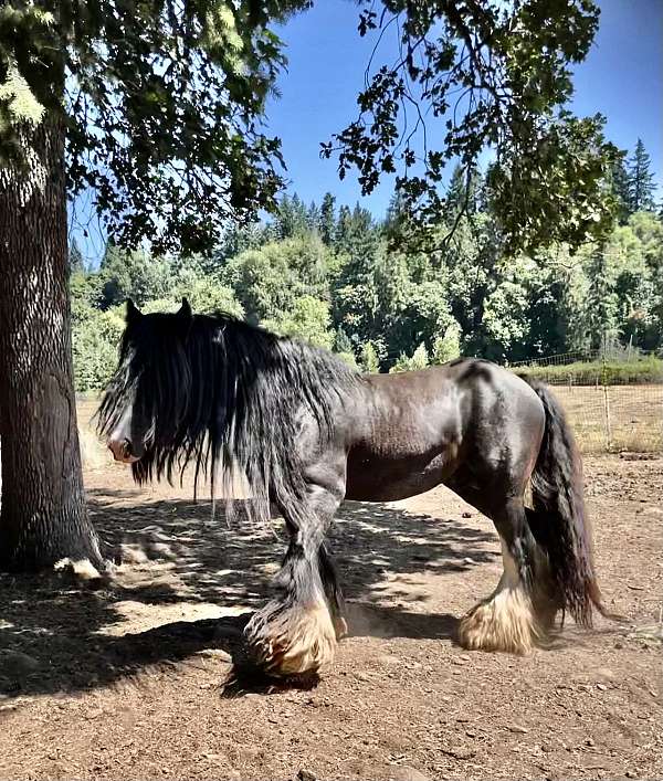 picture-gypsy-vanner-horse