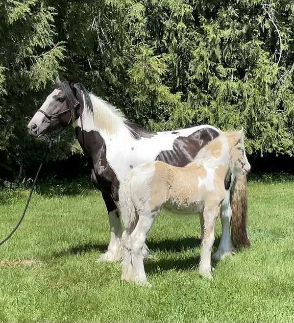 quick-sell-gypsy-vanner-horse