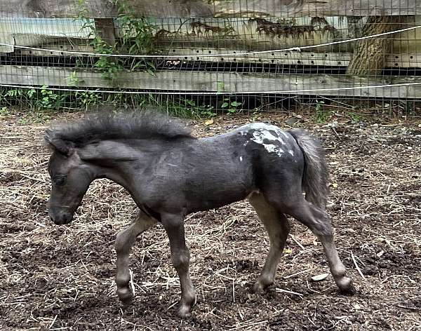 stallion-triple-registered-filly