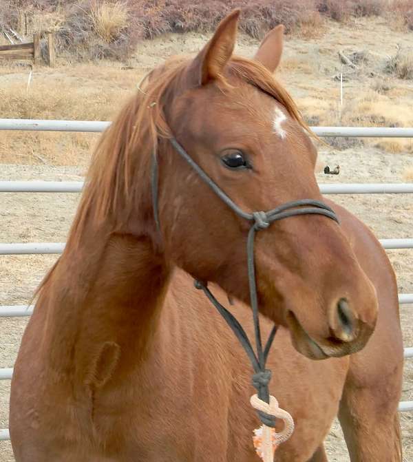 quarter-horse-mare