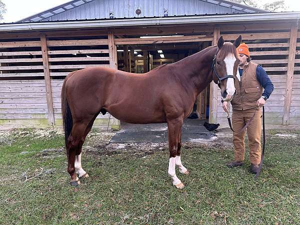 thoroughbred-gelding