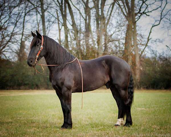 friesian-horse