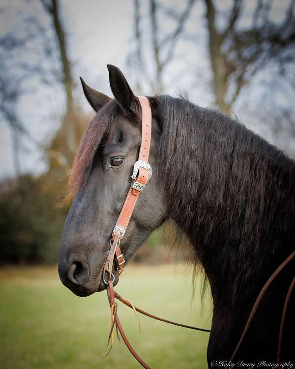 percheron-friesian-horse