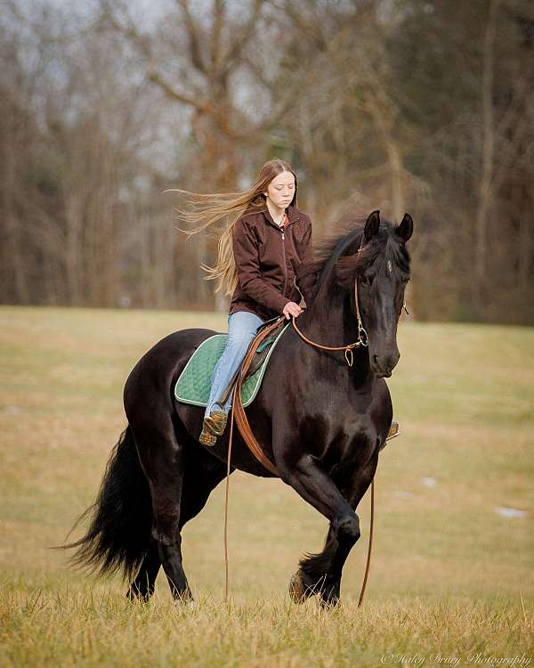 kid-safe-friesian-horse