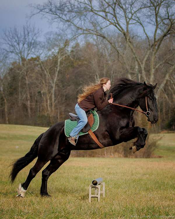 beginner-safe-friesian-horse