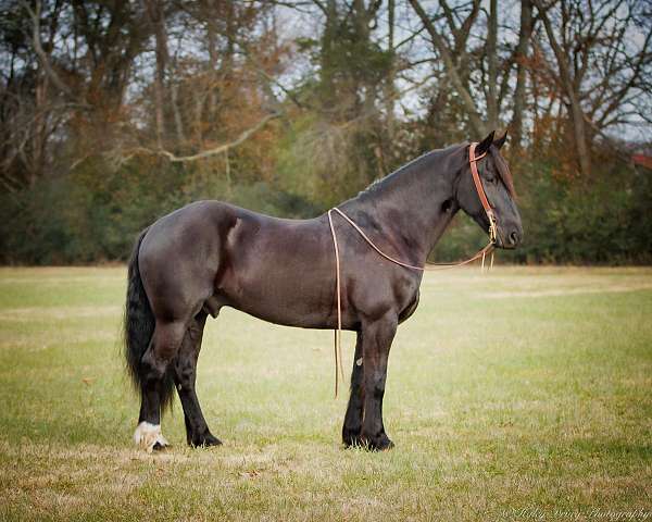 gentle-friesian-horse