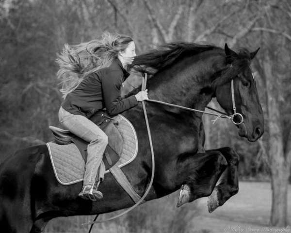 trail-horse-friesian