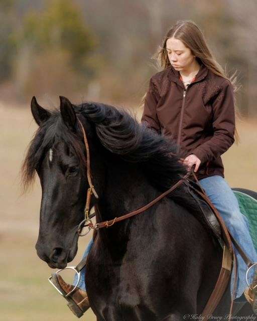 show-friesian-horse