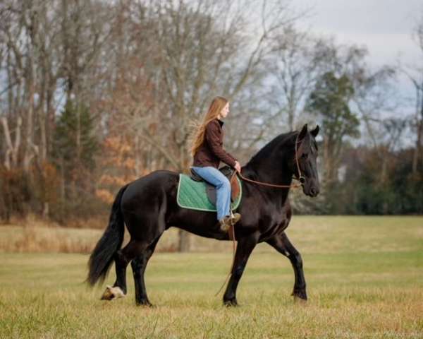 jumping-friesian-horse