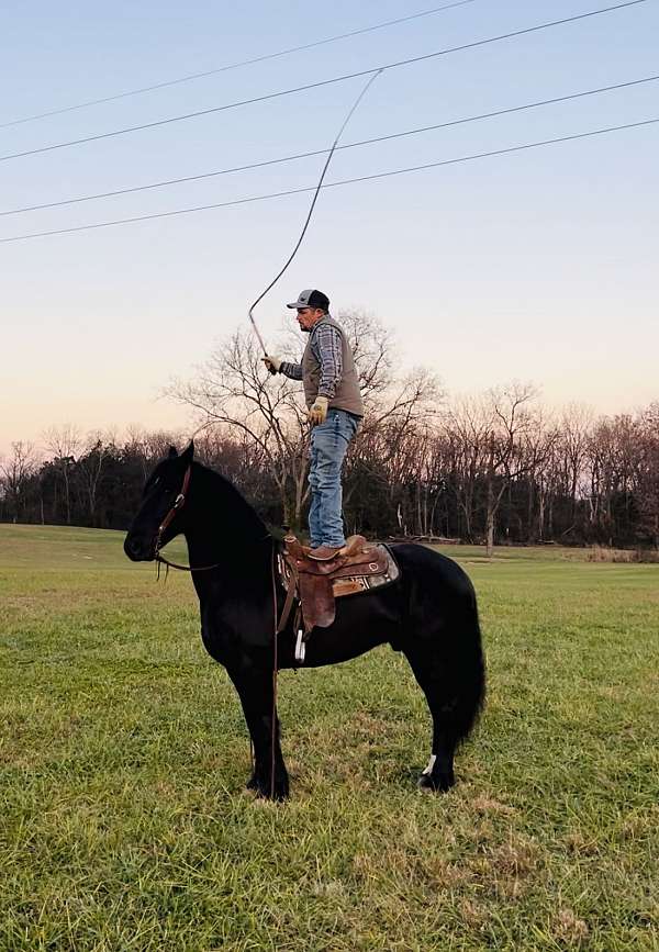 driving-friesian-horse