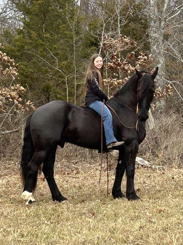 english-friesian-horse