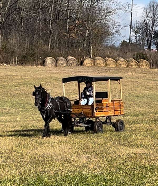 western-friesian-horse