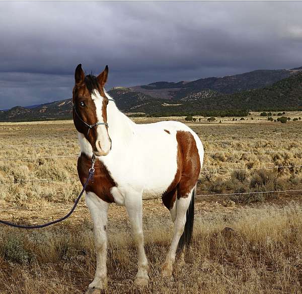 wester-tennessee-walking-horse