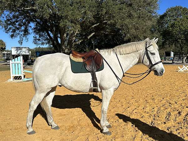 white-western-dressage-horse
