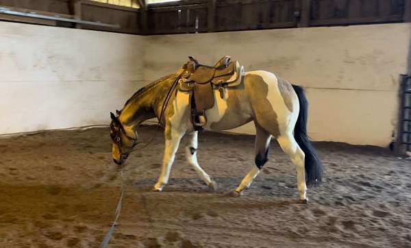 tobiano-beginner-show-horse