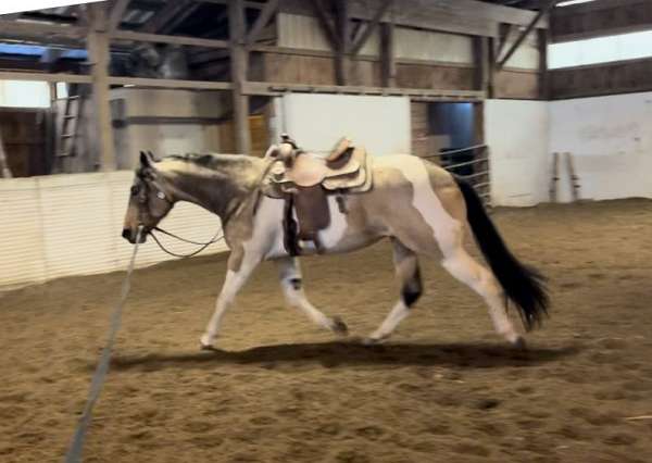 tobiano-beginner-show-horse