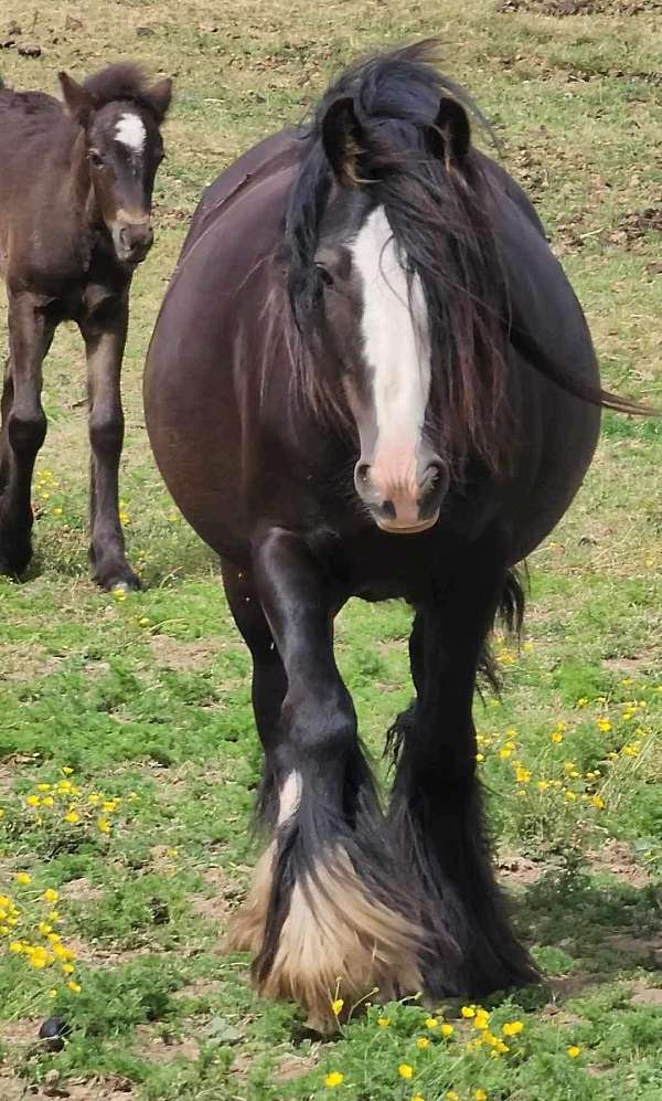 black-ghra-foal
