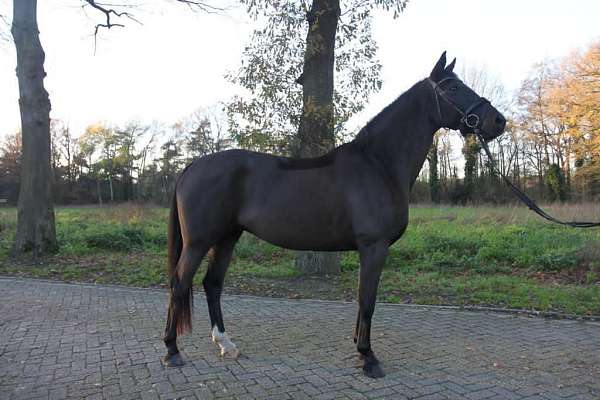 dna-dutch-warmblood-horse