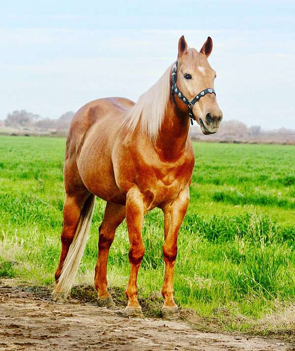 cowboy-mounted-shooting-palomino-quarter-horse