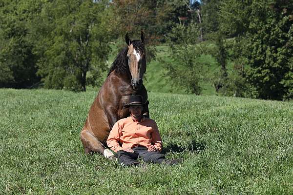 cross-gypsy-vanner-horse