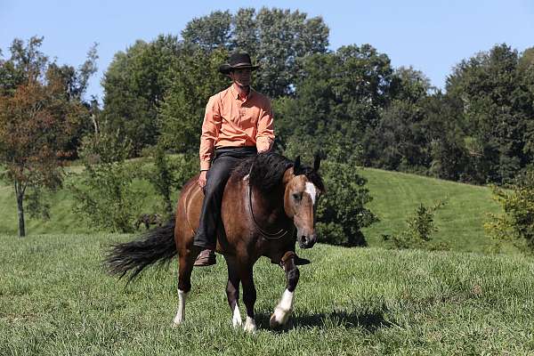 driving-gypsy-vanner-horse