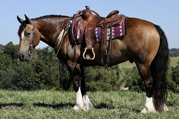 husband-safe-gypsy-vanner-horse