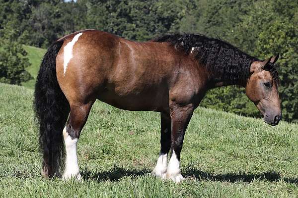 kid-safe-gypsy-vanner-horse