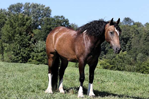 all-around-gypsy-vanner-horse