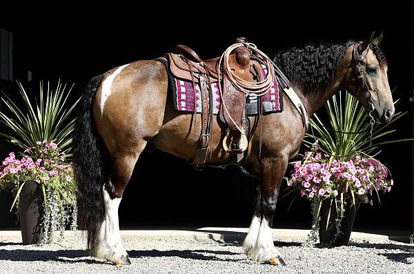 lesson-gypsy-vanner-horse