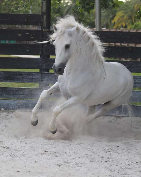 paso-fino-stallion