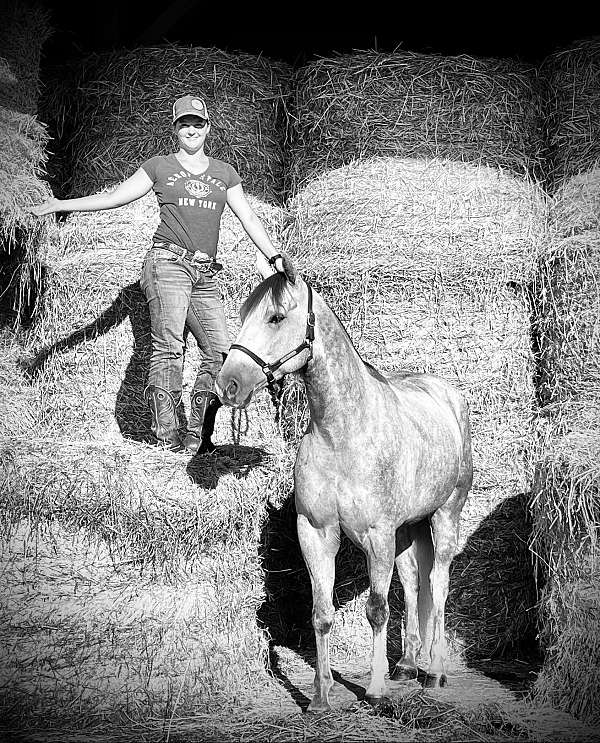 grey-ranc-horse